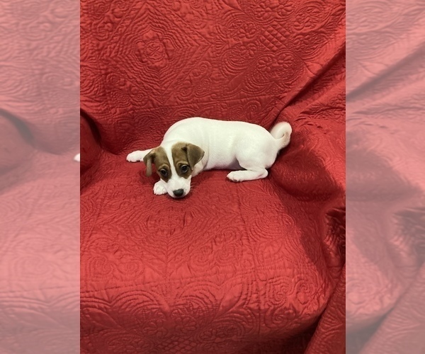 Medium Photo #4 Jack Russell Terrier Puppy For Sale in MANSFIELD, TX, USA