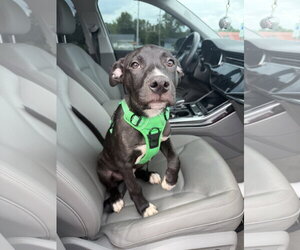 Duke - Male American Staffordshire Terrier-Unknown Mix Dog for Adoption - Photo #14