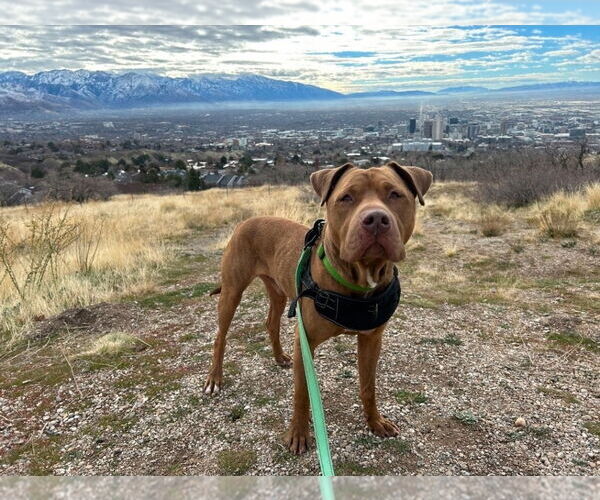 Medium Photo #2 Mutt Puppy For Sale in Salt Lake City, UT, USA