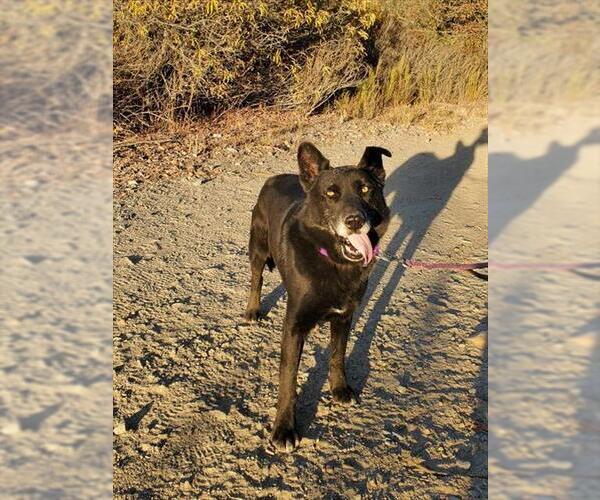 Medium Photo #4 German Shepherd Dog-Unknown Mix Puppy For Sale in Chula Vista, CA, USA