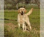 Small Photo #1 Labrador Retriever Puppy For Sale in CALIENTE, CA, USA