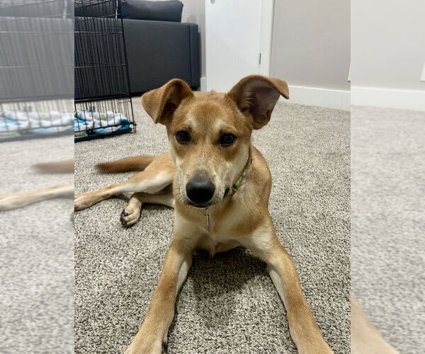 Medium Photo #3 Mutt Puppy For Sale in Omaha, NE, USA