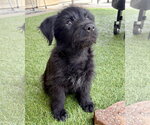 Small #1 Mutt