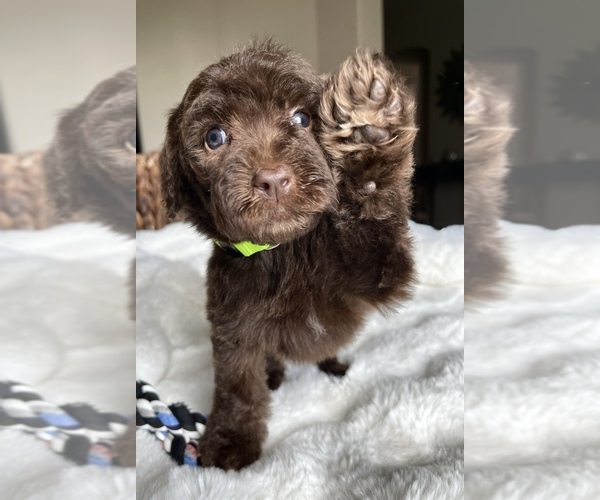 Medium Photo #5 Labradoodle Puppy For Sale in BOERNE, TX, USA
