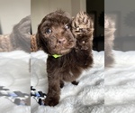 Puppy Dex Labradoodle