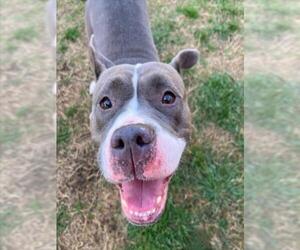 American Pit Bull Terrier Dogs for adoption in Plano, TX, USA