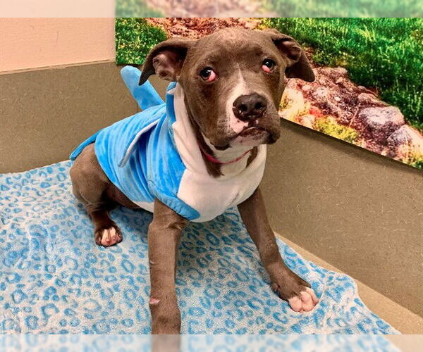 Medium Photo #2 Mutt Puppy For Sale in Moreno Valley, CA, USA