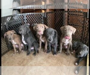 American Pit Bull Terrier-Weimaraner Mix Puppy for sale in TAMPA, FL, USA