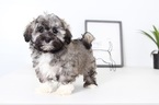 Small Photo #1 Havanese Puppy For Sale in NAPLES, FL, USA