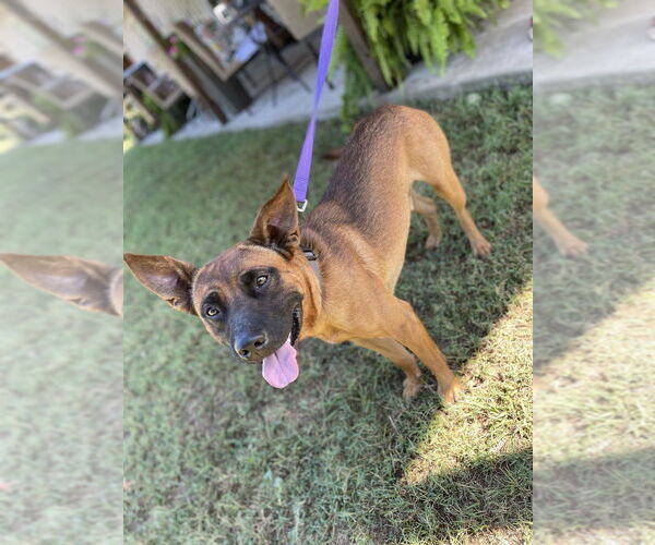 Medium Photo #2 Mutt Puppy For Sale in Imlay City, MI, USA