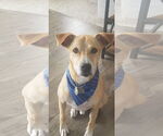 Small #4 Jack Russell Terrier-Labrador Retriever Mix