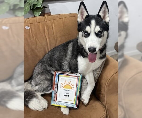 Medium Photo #2 Siberian Husky Puppy For Sale in Fort Pierce, FL, USA