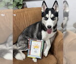 Small #1 Siberian Husky