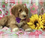 Small Photo #3 Goldendoodle (Miniature) Puppy For Sale in LANCASTER, PA, USA