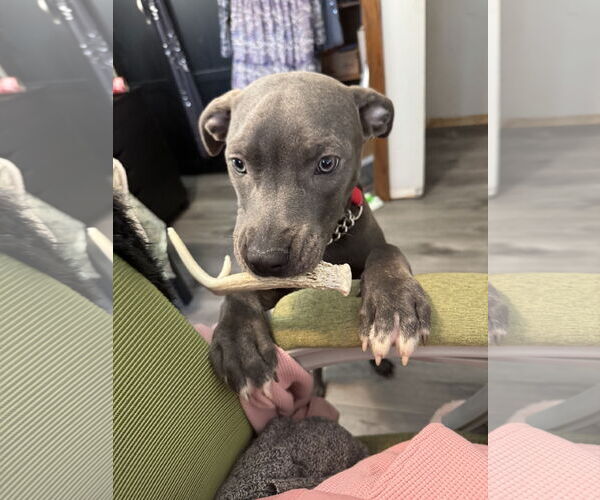 Medium Photo #8 American Pit Bull Terrier Puppy For Sale in Duluth, MN, USA