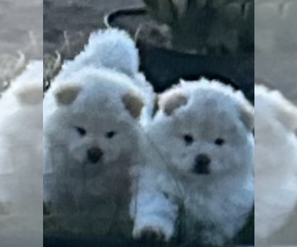 Medium Photo #2 Chow Chow Puppy For Sale in FONTANA, CA, USA
