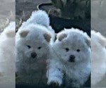 Small #1 Chow Chow