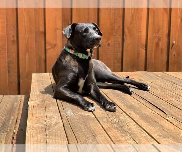 Medium Photo #12 Mutt Puppy For Sale in Orange Grove, TX, USA