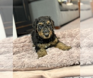 Airedale Terrier Puppy for sale in HACKETTSTOWN, NJ, USA