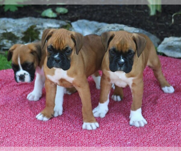 Medium Photo #4 Boxer Puppy For Sale in MYERSTOWN, PA, USA