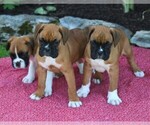 Small Photo #4 Boxer Puppy For Sale in MYERSTOWN, PA, USA