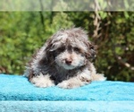 Small #19 ShihPoo