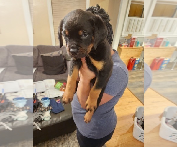 Medium Photo #9 Rottweiler Puppy For Sale in RACINE, WI, USA