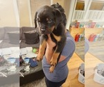 Small #8 Rottweiler