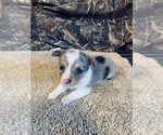 Puppy 4 Mini Australian Shepterrier-Pembroke Welsh Corgi Mix