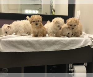 Maltese-Maltipoo Mix Puppy for sale in POTEET, TX, USA