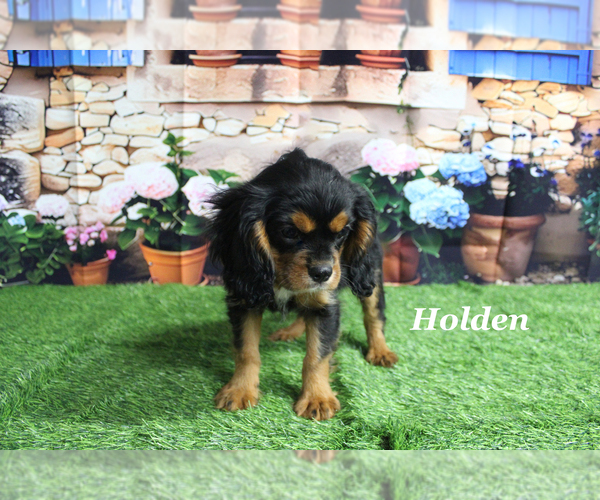 Medium Photo #23 Cavalier King Charles Spaniel Puppy For Sale in CHANUTE, KS, USA