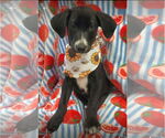 Small #1 Labrador Retriever Mix