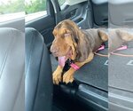 Small Photo #10 Bloodhound Puppy For Sale in Brookville, OH, USA