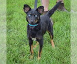Small #2 Australian Kelpie-Australian Shepherd Mix