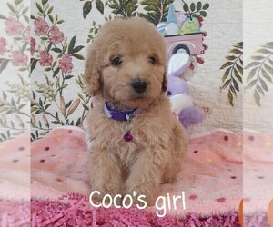 Goldendoodle Puppy for sale in SALUDA, SC, USA