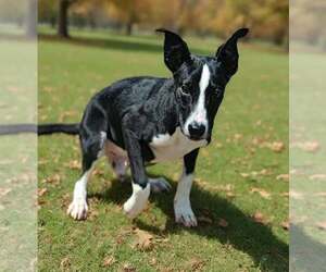Rhett 26/661 - Male Mutt Dog for Adoption - Photo #3