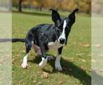 Small Photo #3 Mutt Puppy For Sale in Talladega, AL, USA