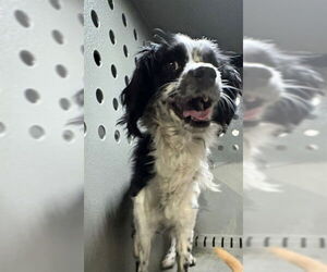 Chihuahua Dogs for adoption in Downey, CA, USA