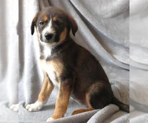 Mutt Dogs for adoption in Thief River Falls, MN, USA