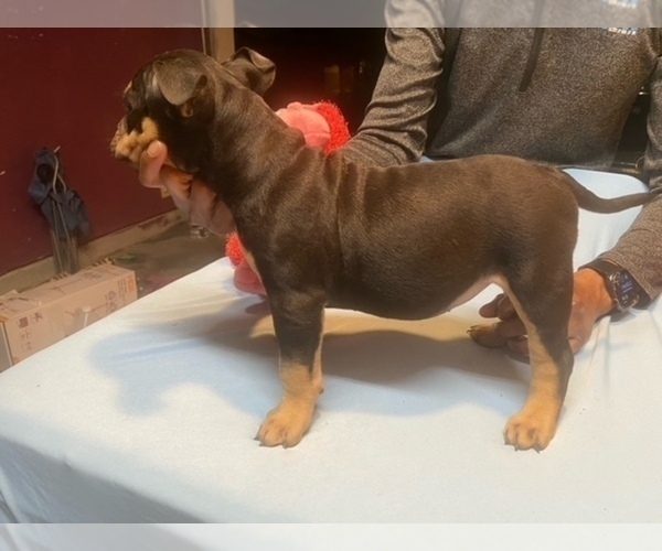 Medium Photo #3 American Bully Puppy For Sale in HOUSTON, TX, USA