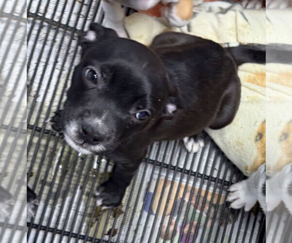 Medium Photo #5 American Boston Bull Terrier Puppy For Sale in GILBERTS, IL, USA