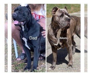 Cane Corso Puppy for sale in BEVERLY HILLS, FL, USA