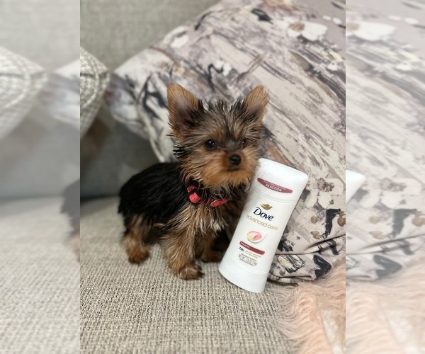 Medium Photo #1 Yorkshire Terrier Puppy For Sale in PALMDALE, CA, USA