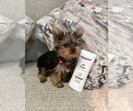 Small Yorkshire Terrier