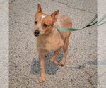 Small #2 Australian Shepherd-Red Heeler Mix