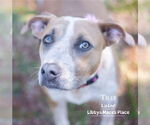 Small #2 Mastiff Mix