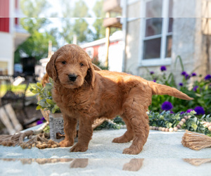 Medium Goldendoodle