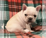 Small French Bulldog