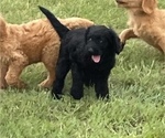 Small Photo #13 Labradoodle Puppy For Sale in CEDAR HILL, TX, USA