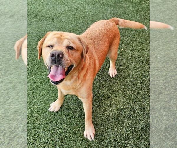 Medium Photo #6 Labrador Retriever-Unknown Mix Puppy For Sale in Rockwall, TX, USA